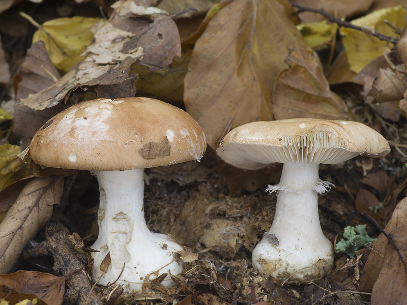 Leucocortinarius bulbiger